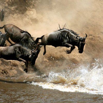 10-MASAIEXT-masai-mara-national-reserve-great-migration-wildebeest-scaled