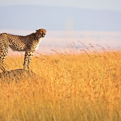 Africa-Kenya-Masai-Mara-Cheetah-on-termite-mound