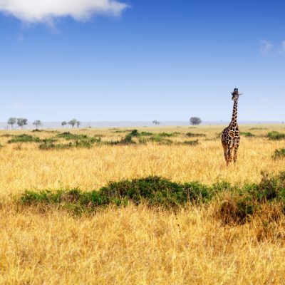 Masai Mara National Reserve-Kenya