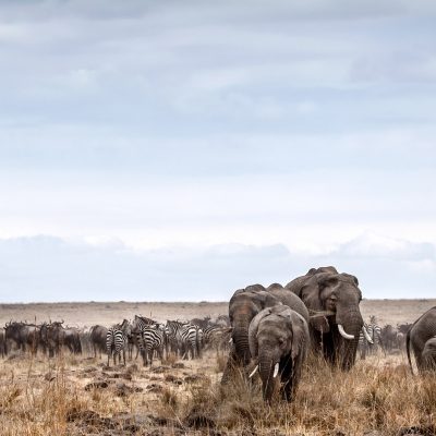 elephant-and-zebra-on-a-africa-safari-with-andbeyond1