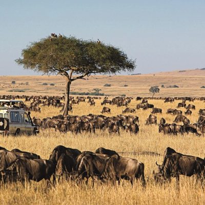 maasai-mara-8